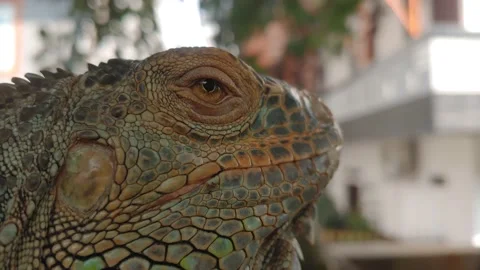 Green iguana Stock Footage 201916379