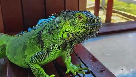 A green iguana 스톡 동영상 265789219