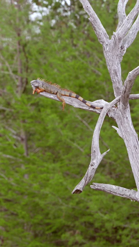 GREEN IGUANA Stock Footage 280790854
