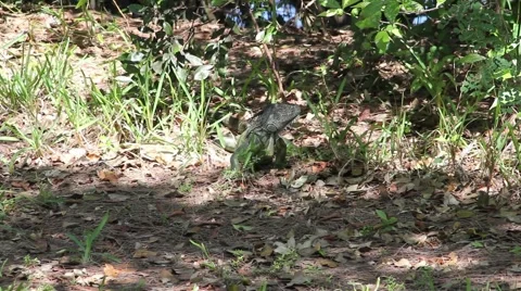 Green Iguana in a Forest Video stock 49968853