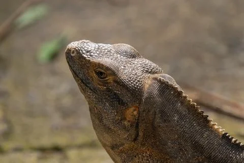 Green Iguana gets a close up head shot during mating season in the tropical.. Stock Photos