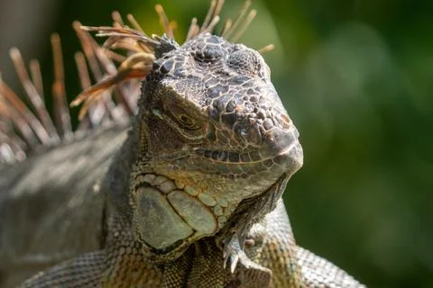 Green Iguana gets a close up head shot during mating season in the tropical.. Stock Photos