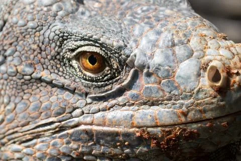 Green Iguana gets a close up head shot during mating season in the tropical.. Stock Photos