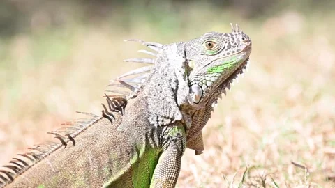 Green Iguana in the Grass Видео 266958720