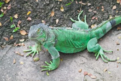 Green iguana on ground Stock Photos