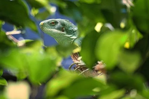 Green iguana, half hidden between tropical leaves. natural camouflage Stock Photos