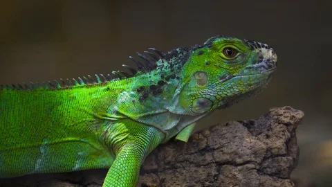 Green iguana in Jungle Stock Footage 116015868