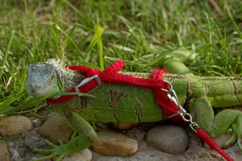 Green iguana on a leash Stock Photos