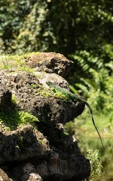 Green Iguana lizard also called Iguana iguana suns Stock-Fotos
