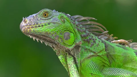 Green iguana lizard close up side profile in natural sunlight with green bg Stock Footage 328533950