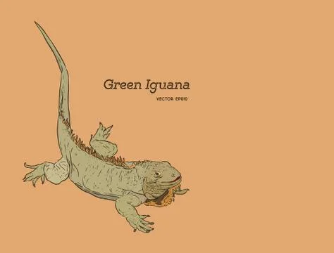 Green iguana lizard , hand draw sketch vector. Stock Illustration