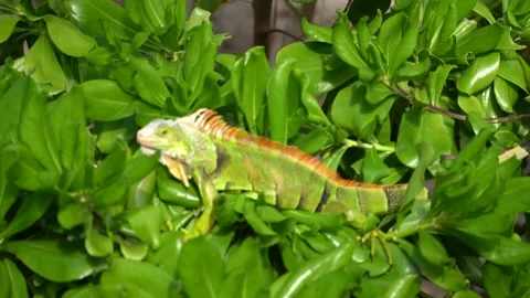 Green iguana lizard in Miami, Florida Stock Footage 146798995