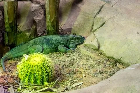 A green Iguana Lizard Foto stock