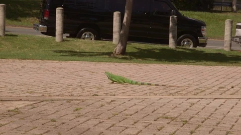 Green iguana lizzard Stock Footage 88225492