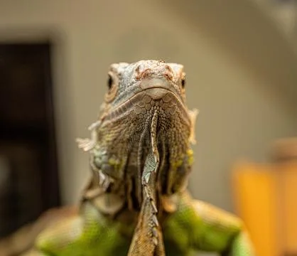 Green iguana looking at the camera from the front Stock Photos