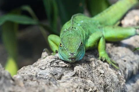 Green iguana looking directly into the camera from a branch. Stock Photos