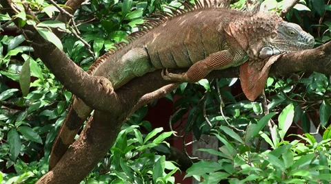 Green iguana lying in tree 動画素材 32109316