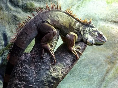 Green Iguana Perched On A Tree Trunk Stock Photos