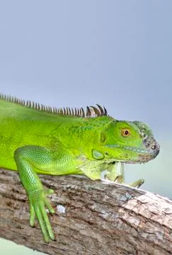 Green iguana Stock Photos