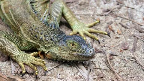 Green iguana Stock Photos