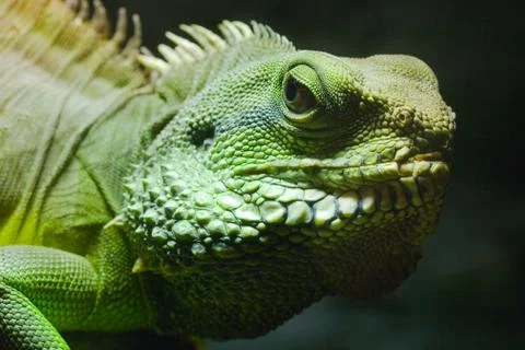 Green iguana Stock Photos