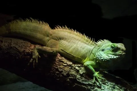 Green iguana Stock Photos