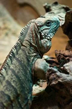 Green iguana Stock Photos