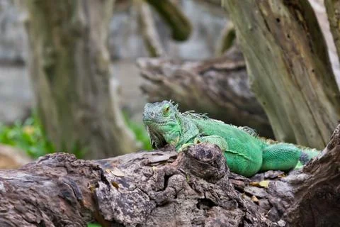 Green iguana Stock Photos