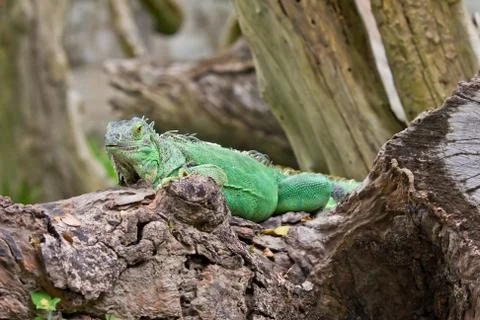 Green iguana Stock Photos