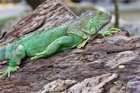 Green iguana Stock Photos