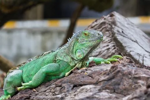 Green iguana Stock Photos