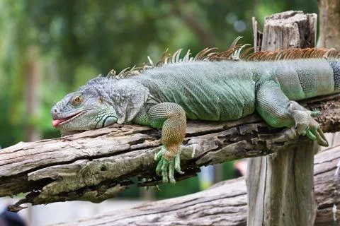 Green iguana Stock Photos