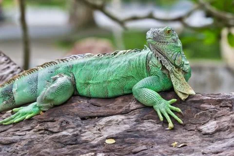 Green iguana Stock Photos