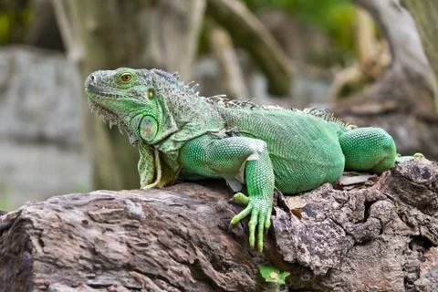 Green iguana Stock Photos
