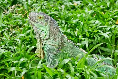 Green iguana Stock Photos
