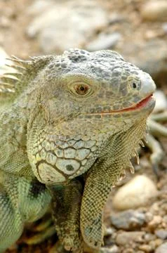 Green iguana Stock-Fotos