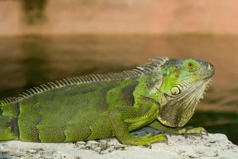 Green iguana Stock Photos