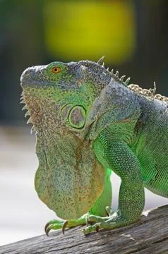 Green iguana Stock Photos