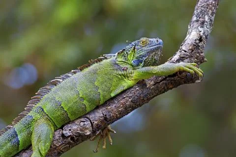 Green Iguana Stock Photos