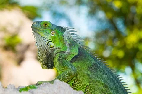 Green iguana Stock Photos