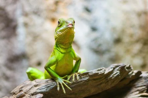 Green iguana Stock Photos