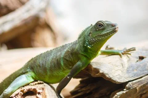 Green iguana Stock Photos