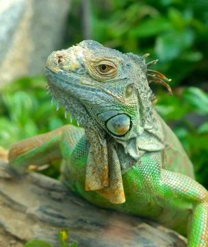 Green Iguana Stock Photos