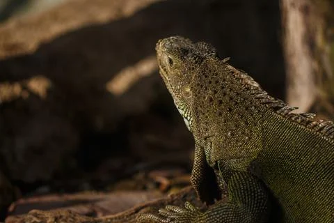 Green iguana Stock Photos