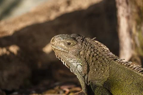 Green iguana Stock Photos