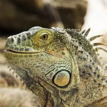 Green iguana Stock Photos