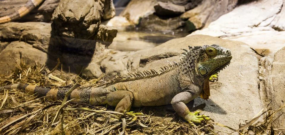 Green iguana Foto stock
