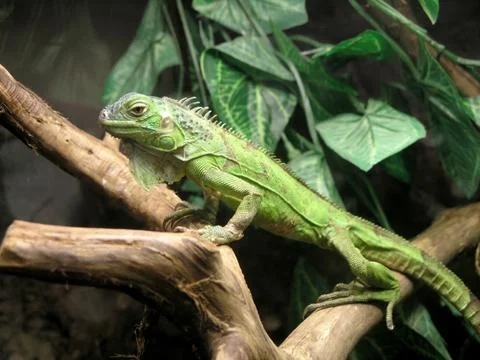 Green iguana Stock Photos