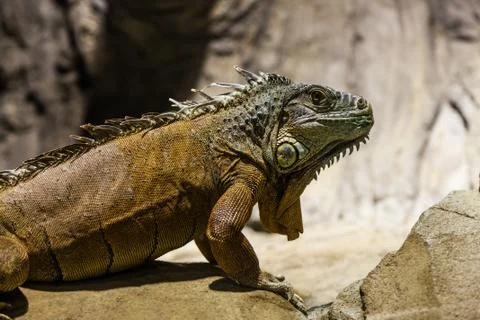 Green iguana Stock Photos