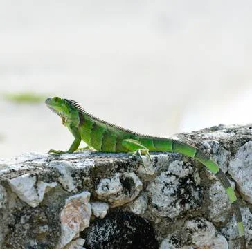 Green Iguana Fotos Stock